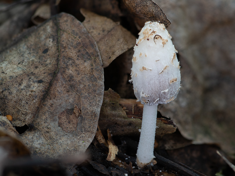 Coprinopsis pseudofriesii